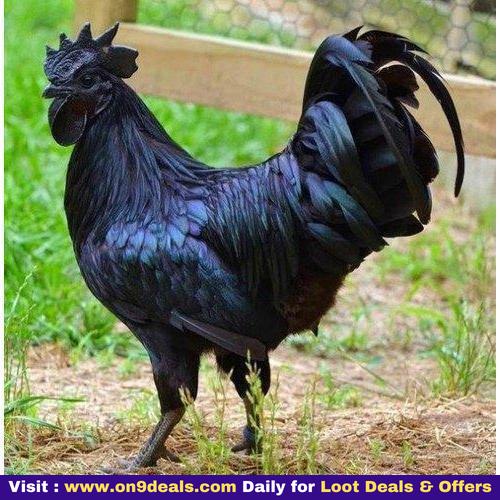 Kadaknath Eggs - Pack Of 6